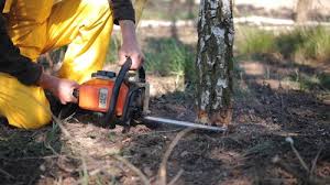 Reliable View Park Windsor Hills, CA Tree Removal and Landscaping Services Solutions